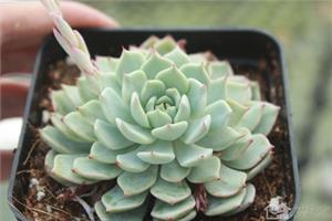 How to cultivate the succulent plant red claw and return the delicate beauty of the red claw