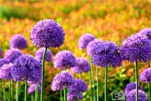 Different colors of hyacinth flower language hyacinth maintenance points