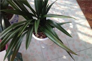 The causes and Countermeasures of the scorched Tip of Orchid leaves how to deal with the yellowing of Orchid leaves