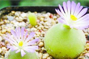 How to breed succulent bulbs the living habits of succulent bulbs