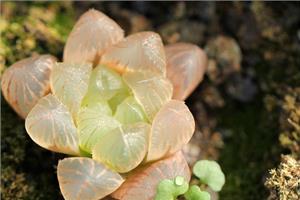 Tips for breeding succulent jade dew make you become a succulent person.