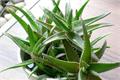 How to raise aloe best?