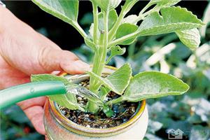 The rule of watering potted plants makes plants in good condition.