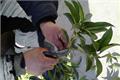 How to Graft Osmanthus fragrans time and method of grafting