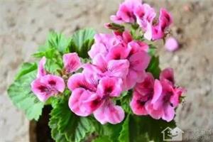 Introduction to geraniums what charming words geraniums have