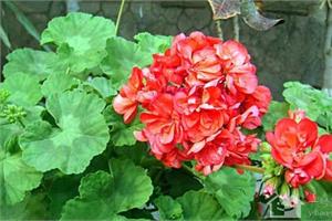 The growing environment of geraniums is geranium suitable for the bedroom?