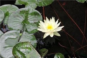 Basic knowledge of water lilies how to grow water lilies has a good effect