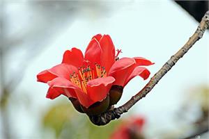 What is the nutritional value and practice of wood cotton flowers?