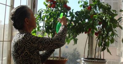 Pot planting method of towel gourd