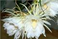 When does epiphyllum blossom