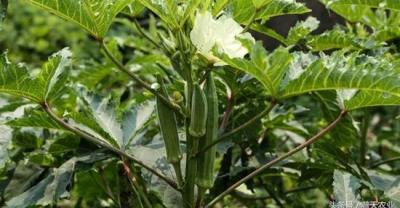 The best time and method of planting cinnamon