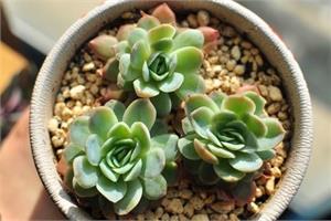 What are the most detailed culture methods for succulent plants