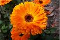 A detailed introduction to the efficacy and function of Calendula