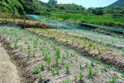 Planting skills of lilies