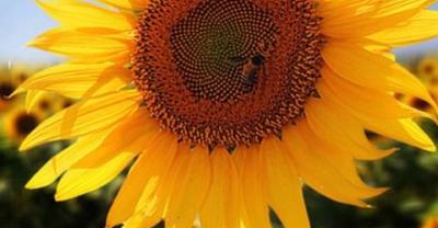 Plant slow life: gardening embroidery seems to freeze flowers in time!