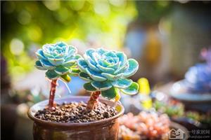 Succulent plants are so cute. How can we take care of them?