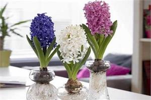 How to cultivate hyacinth in water culture matters needing attention in culture of hyacinth in water culture