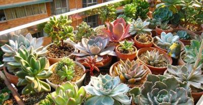 Talking about the twelve-volume maintenance experience of a master gardener, how is it so difficult to raise a lot of succulent plants?