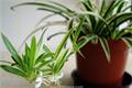 What are the indoor plants that purify the air?