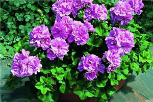 What are the varieties of geraniums of different colors