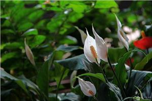 Can white palm flowers be raised indoors? are white palm flowers poisonous?