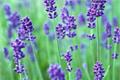 The legend of Provence lavender the florescence of Provence lavender