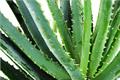 What are the effects of aloe?