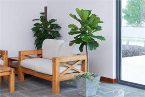 Ten kinds of indoor plants help you harvest healthy. Did you keep them?