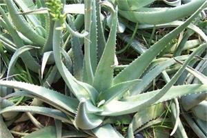 Basic information of tequila how to cultivate tequila well