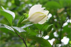 Six points for attention in cultivating Gardenia jasminoides it is very simple to raise flowers well