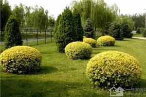 How to control insect pests in Ligustrum lucidum how long is the florescence of Ligustrum lucidum