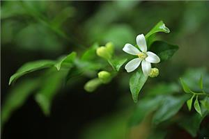 Plants that protect against mosquitoes. Ways to protect against mosquitoes.