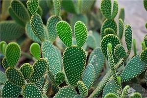 Does the cactus have leaves? What are the functions of cactus