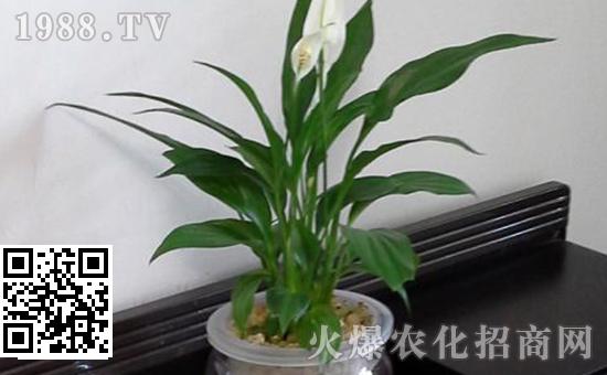 How to hydroponically cultivate white palm? Culture method of hydroponic culture of white palm