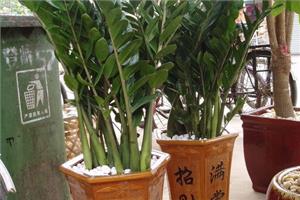 Home plants: breeding methods and precautions of money tree