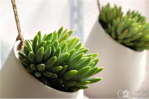 Six reasons for softening leaves of succulent plants and their treatment