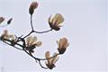 Detailed introduction of culture methods and matters needing attention of magnolia