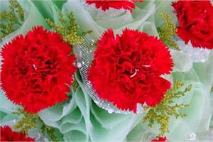 What is the moral of carnations? send some carnations on Mother's Day.