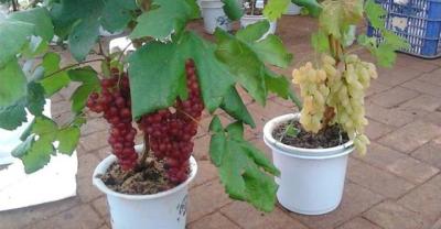 Planting method of potted chili pepper on balcony