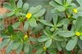 Efficacy, function and Edible method of Portulaca oleracea