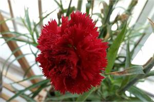 The flowers of carnations are pleasing to the eye and make them more beautiful.