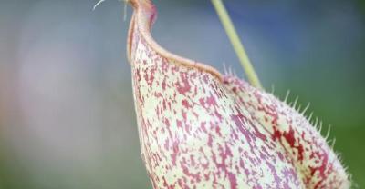 Flower cultivation skills: breeding skills of elegant Music Dance