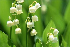 Those who like the lily of the valley, do you know what its language is?