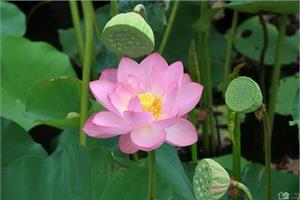 The growth habit of Lotus how to grow Lotus in potted Plant