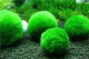 How to raise green algae balls and the conditions for reproduction of green algae balls