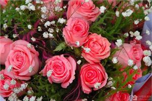 How to plant roses and grow beautiful roses