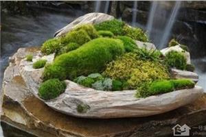 What is moss bonsai? how should moss bonsai be made?