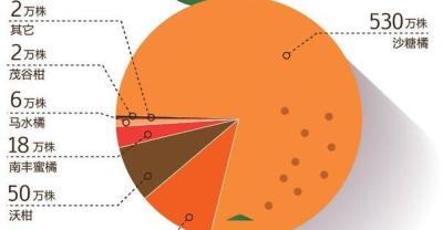 The way to get rich with sugar tangerines: farmers have lost money by planting sugar oranges, and they want to fight a turnaround by planting this.