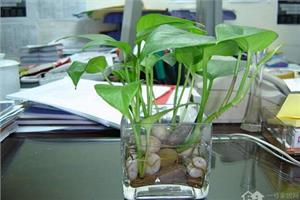 The method of hydroponic flower culture what kind of plant is the most suitable for glass vase?