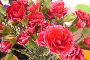 How to cultivate carnations full of love and charm